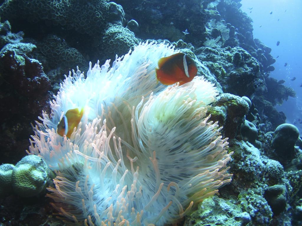 Taveuni Island Resort & Spa Matei Dış mekan fotoğraf